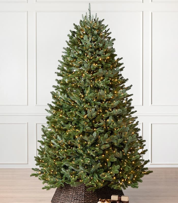 Sapin de Noël Fraser Fir